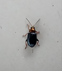 Crepidodera aurata