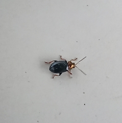 Crepidodera aurata