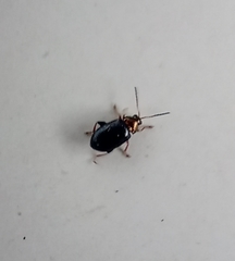 Crepidodera aurata