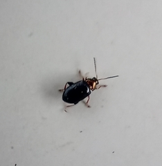 Crepidodera aurata