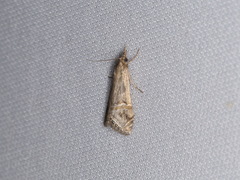 Euchromius californicalis