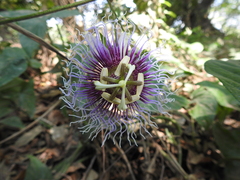 Passiflora