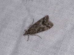 Eudonia rectilinea