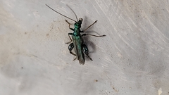 Oedemera nobilis
