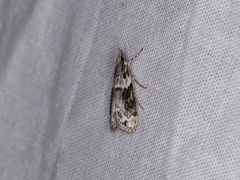 Eudonia spaldingalis