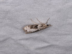 Eudonia spaldingalis