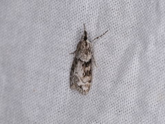 Eudonia spaldingalis