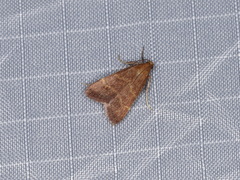 Arta epicoenalis