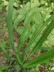 Dactylis glomerata lobata