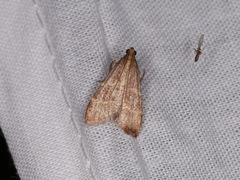Arta epicoenalis