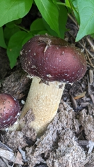 Stropharia rugosoannulata