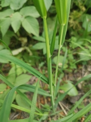 Dactylis glomerata lobata