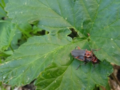 Cantharis rustica