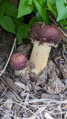 Stropharia rugosoannulata