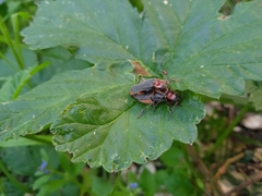 Cantharis rustica