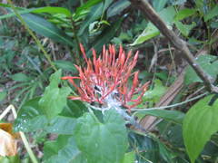 Ixora javanica