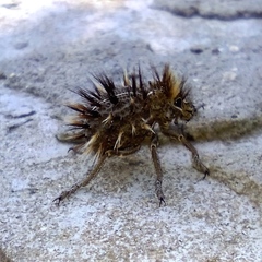 Brachycerus fascicularis