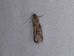 Acrobasis caliginella
