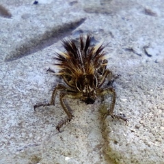Brachycerus fascicularis