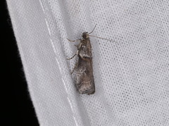 Acrobasis caliginella