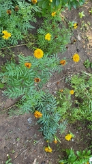 Tagetes