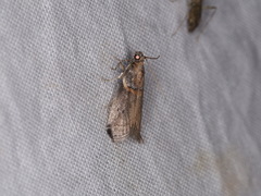 Acrobasis caliginella