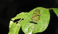Episcada hymenaea