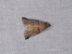 Acrobasis caliginella