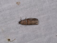 Acrobasis caliginella