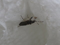 Beosus maritimus