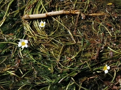 Ranunculus penicillatus