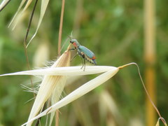 Clanoptilus marginellus