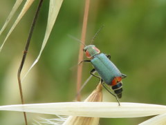 Clanoptilus marginellus