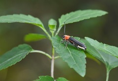 Dylobolus rotundicollis