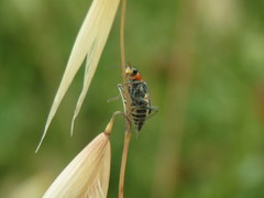 Clanoptilus marginellus