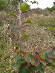 Xylosma tweediana