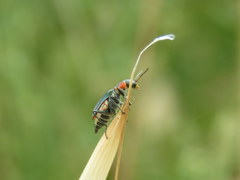 Clanoptilus marginellus