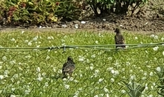 Sturnus vulgaris