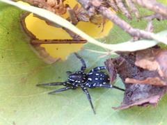 Nyssus albopunctatus