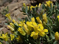 Physaria occidentalis