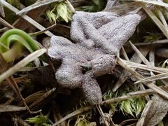 Polyschismium carestianum