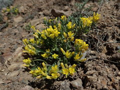 Physaria occidentalis