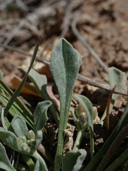 Physaria occidentalis