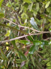 Berberis laurina