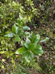 Berberis laurina