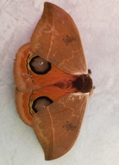 Automeris cinctistriga