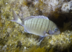 White Seabream photo 4