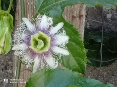 Passiflora edulis edulis