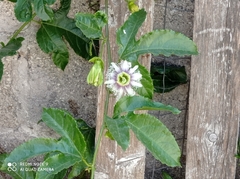 Passiflora edulis edulis