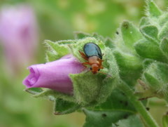 Podagrica fuscicornis